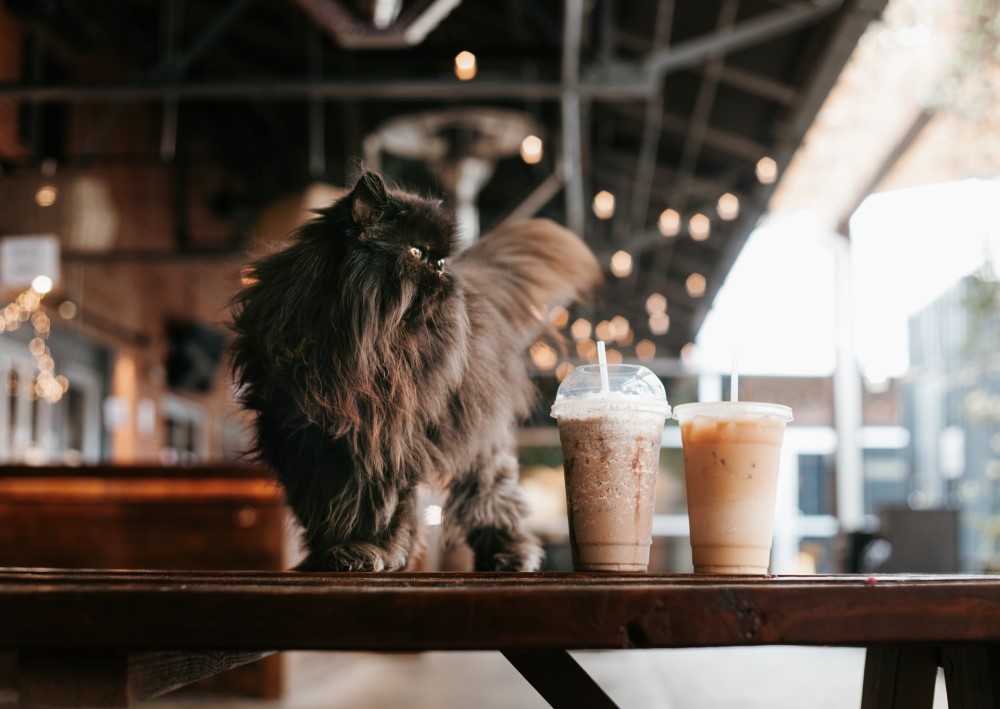 cat standing on a café table next to drinks