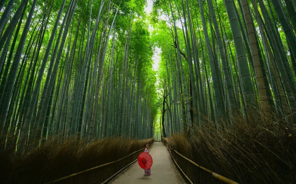 a path through a bamboo forest